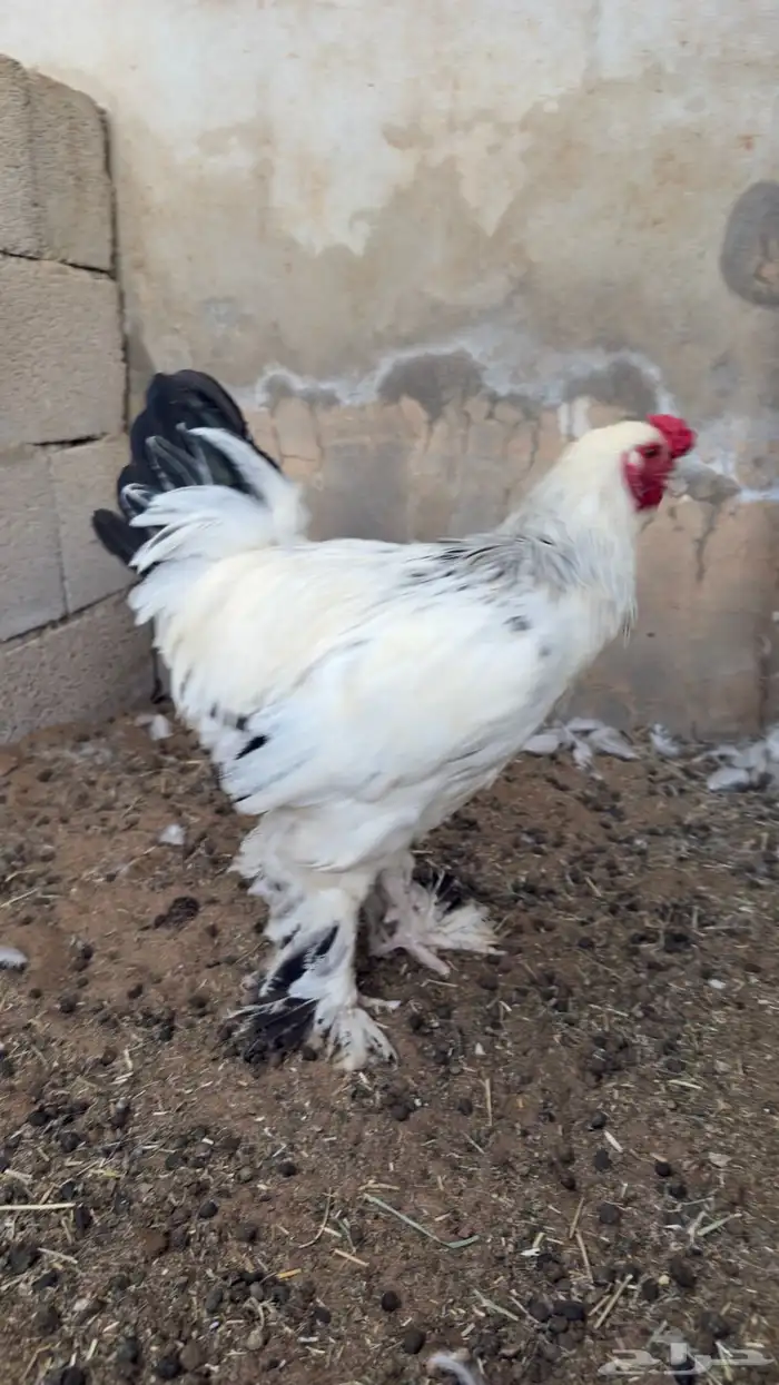 ديك براهما 6