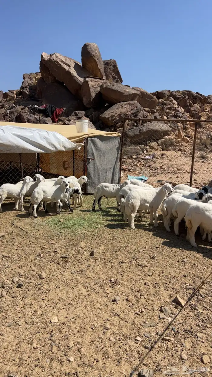 بهم خرفان ورخال طيبه 0