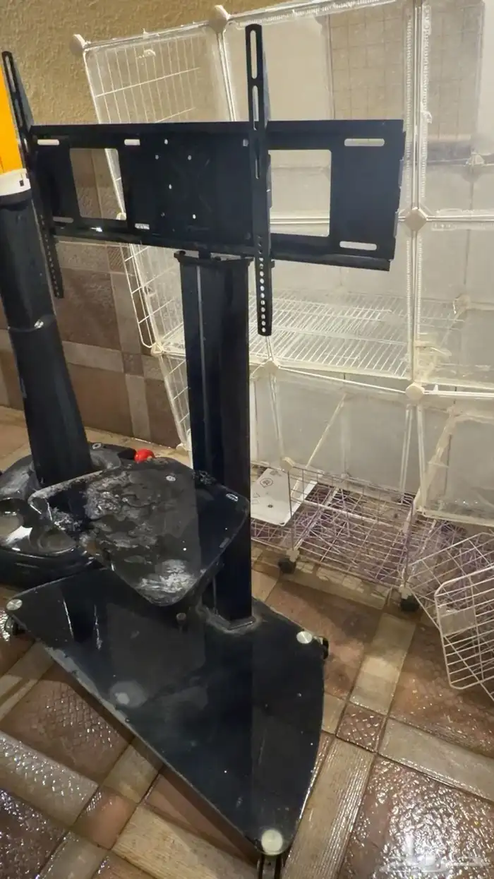 لتزاوج بسعر200 قط برتش مسجل يوجد قطط من الانتاج للبيع 4