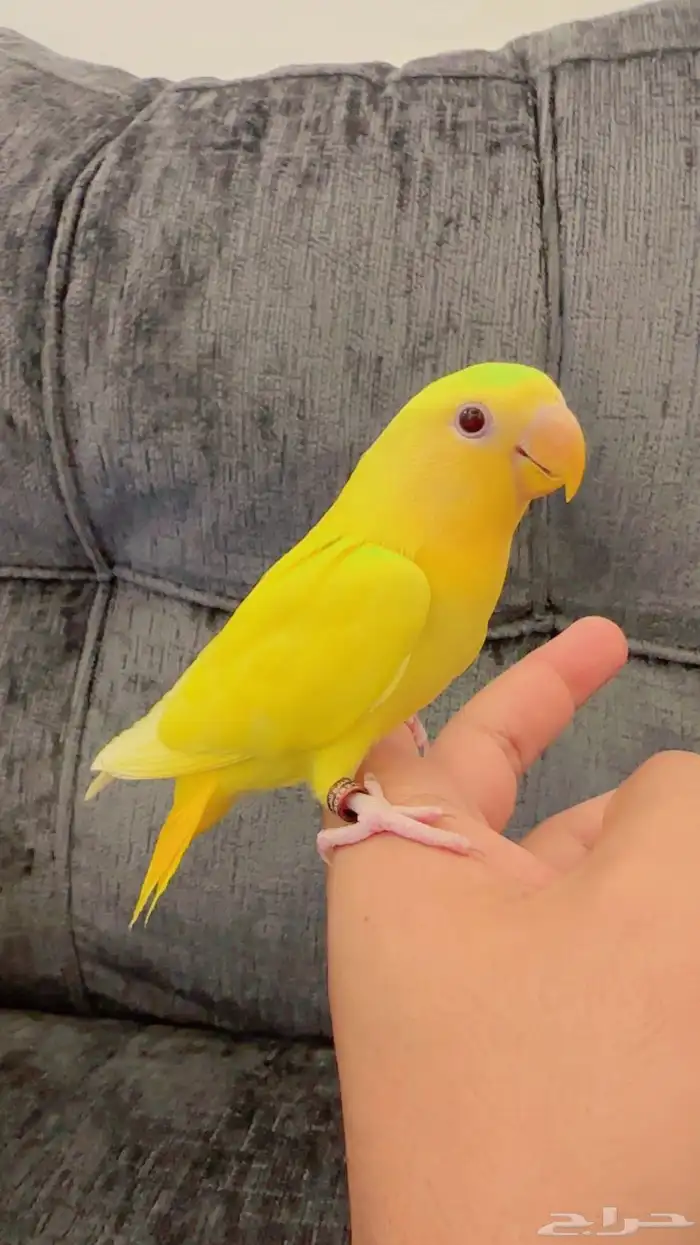 روز اليف هدد نشبه بجميع الملحقات 0