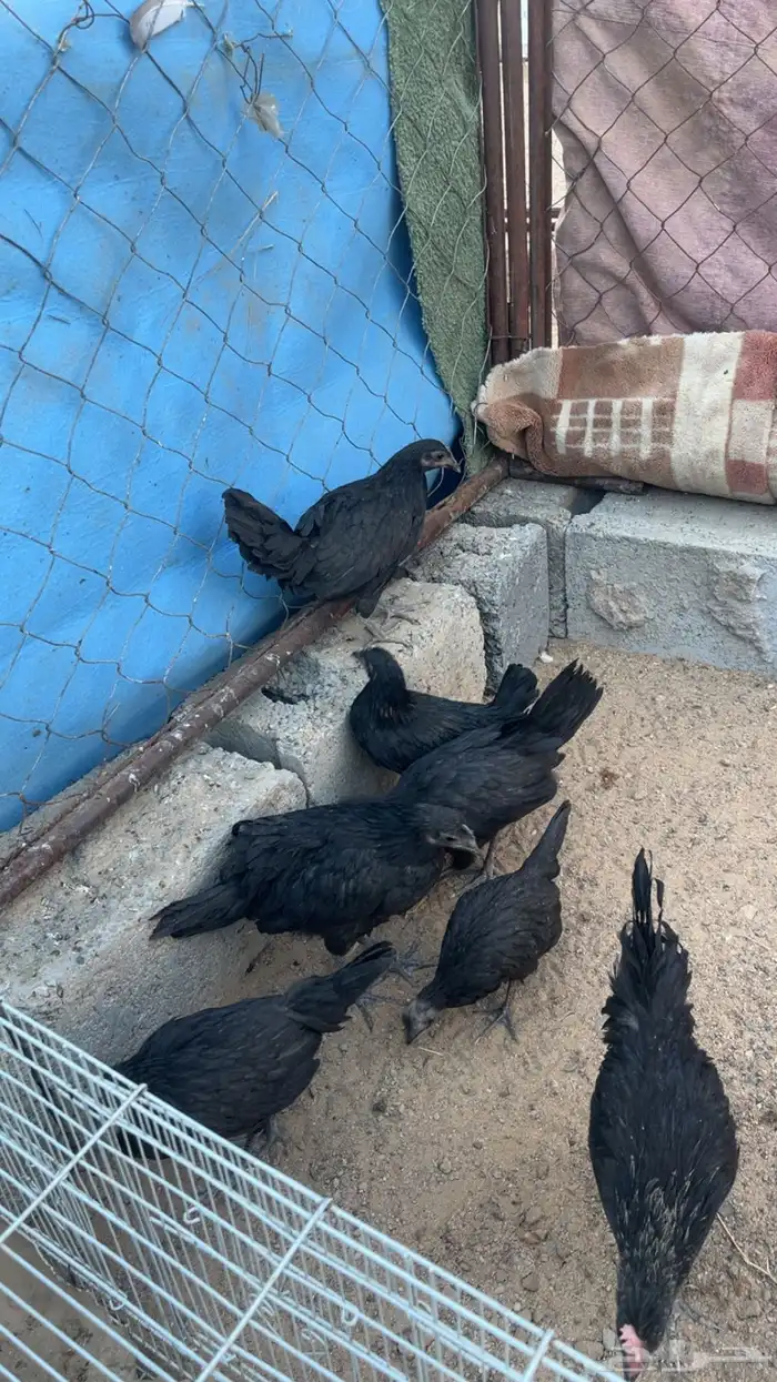 جمد اسود صك علاج ولا مقنوي 3