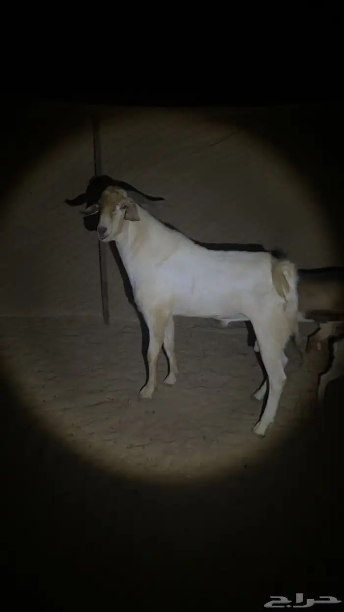 تيس بيشي فحل صنف 2