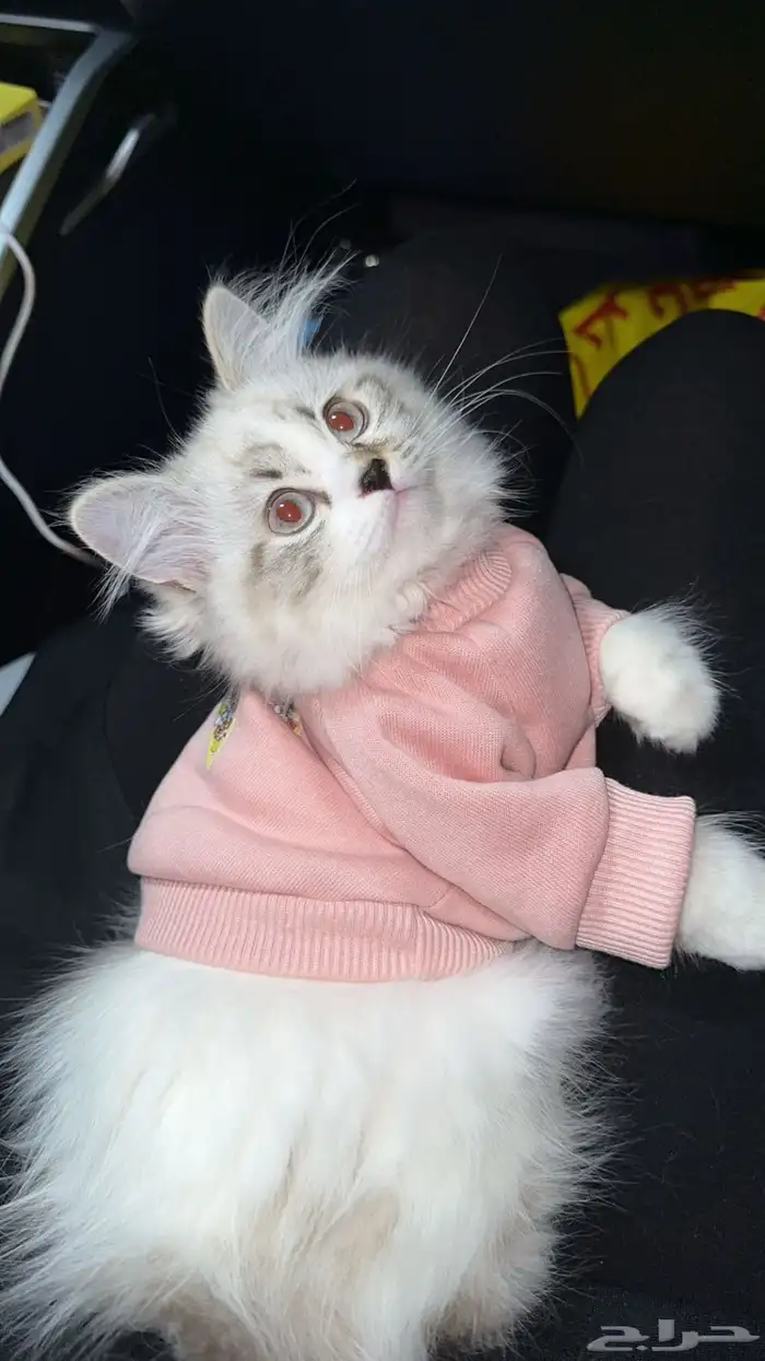 قطه انثى للبيع 1