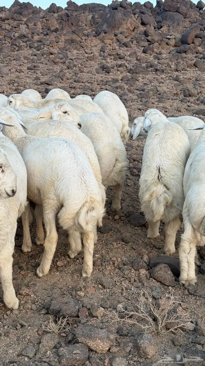 خرفان للبيع 8