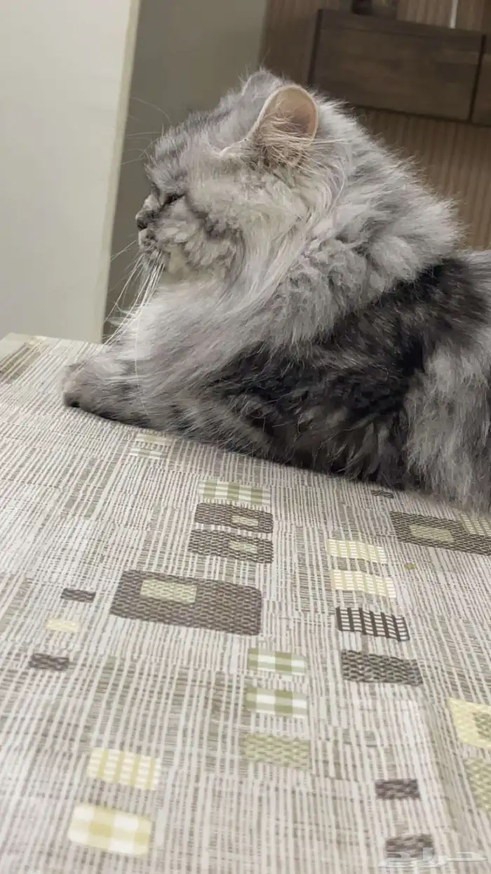 قطة انثى شيرازي بيور ومعها عيالها 5