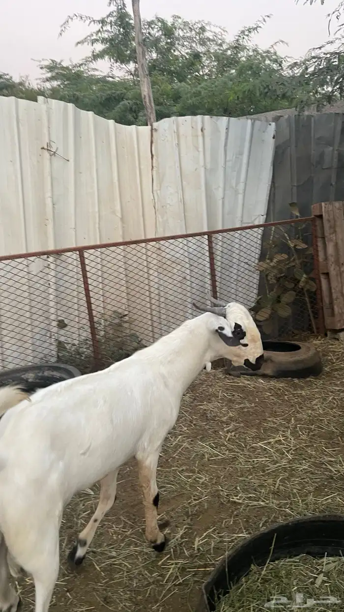 مشروع فحل بيشي فاخر 10