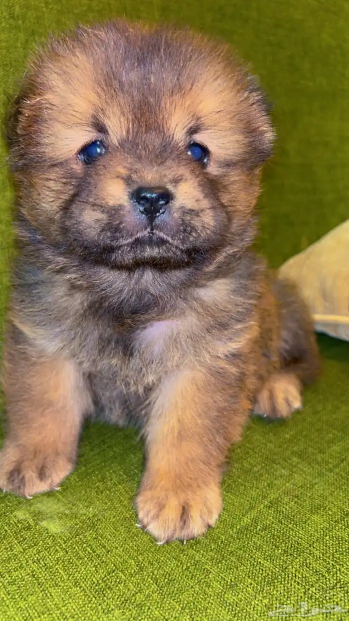 جراء تشاو تشاو جاهز للتسليم 1