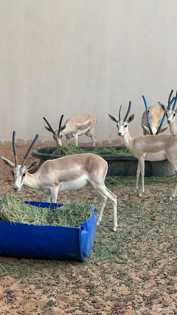 اجواز ريم  عربي 0