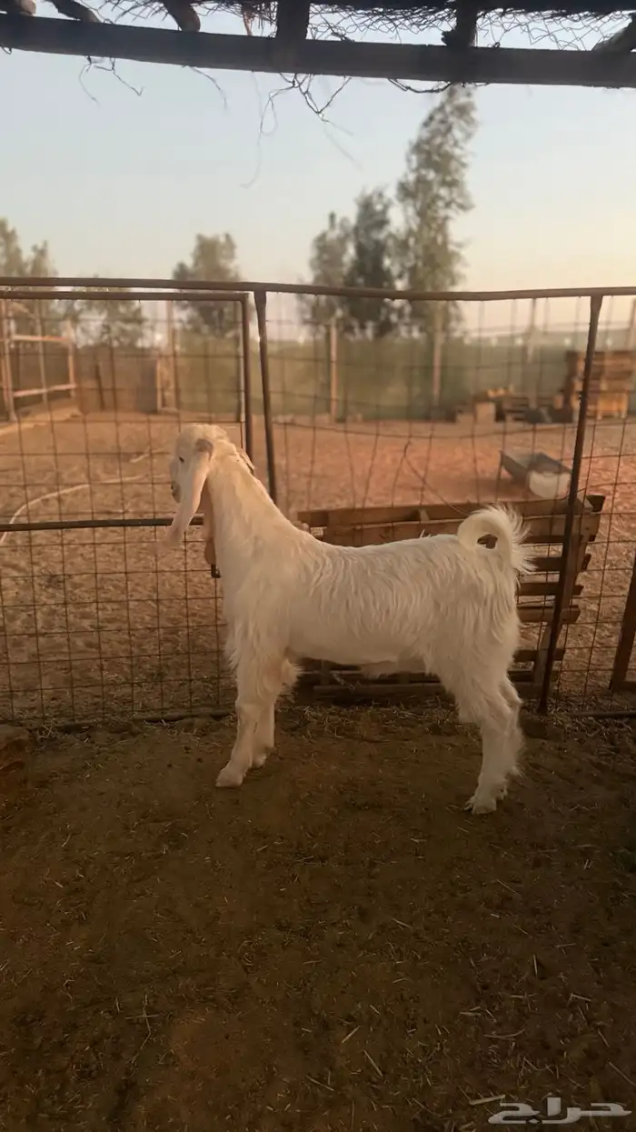 تيوس مطوره 1