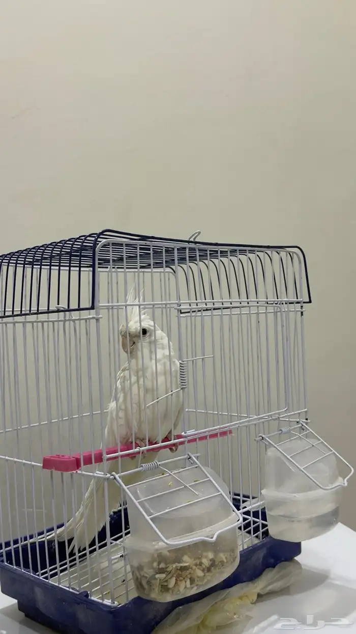 كروان البينو 0