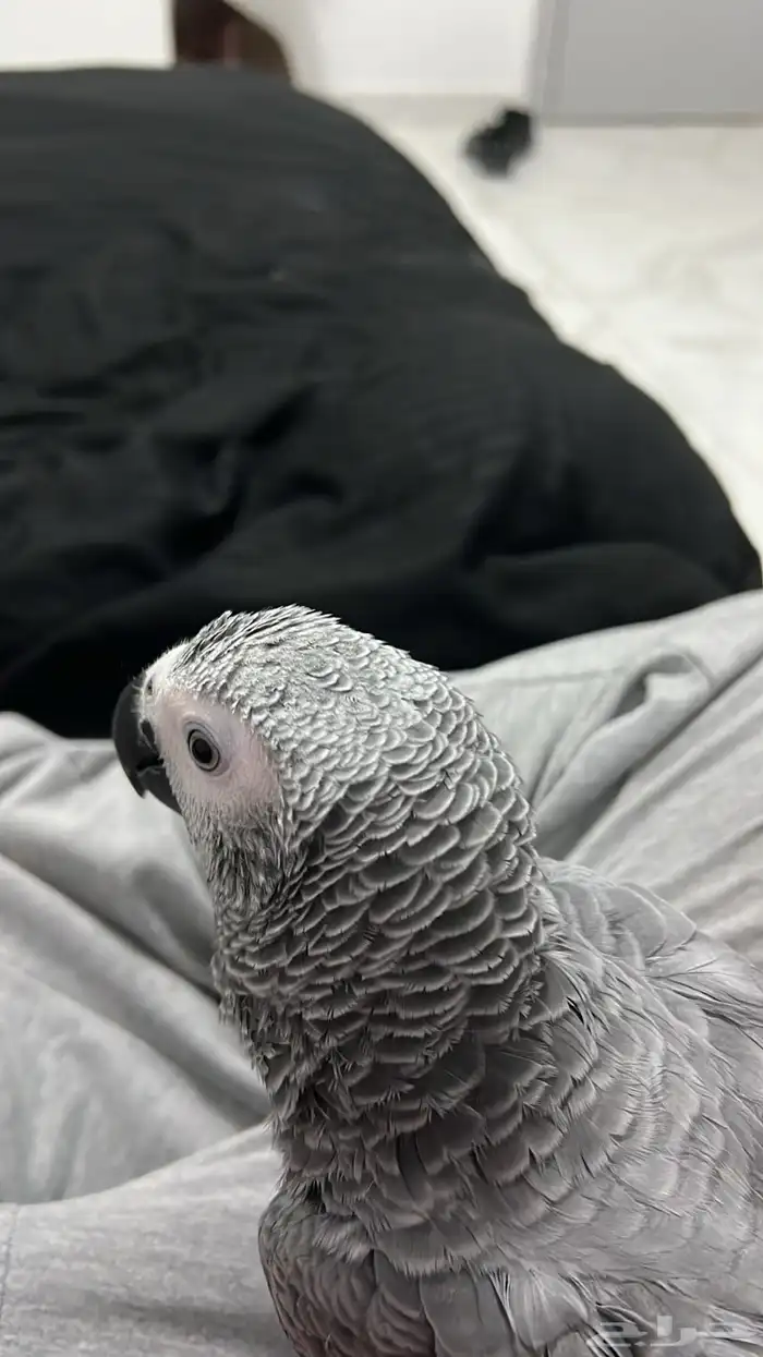 كاسكو متكلم 3