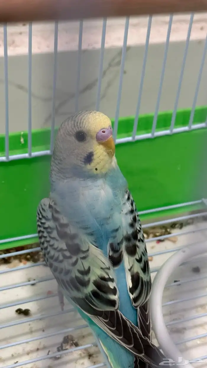 للبيع طير بادجي 1