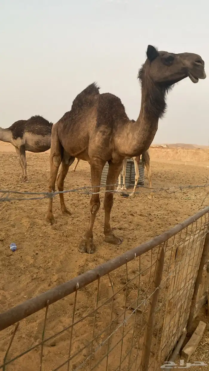 ناقه سليمه ضروبه طيبه وحالها اطيب 0