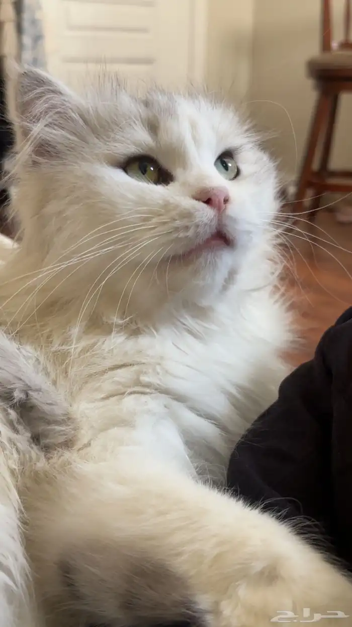 قطوي ضايع بحي الهلاليه القصيم 1