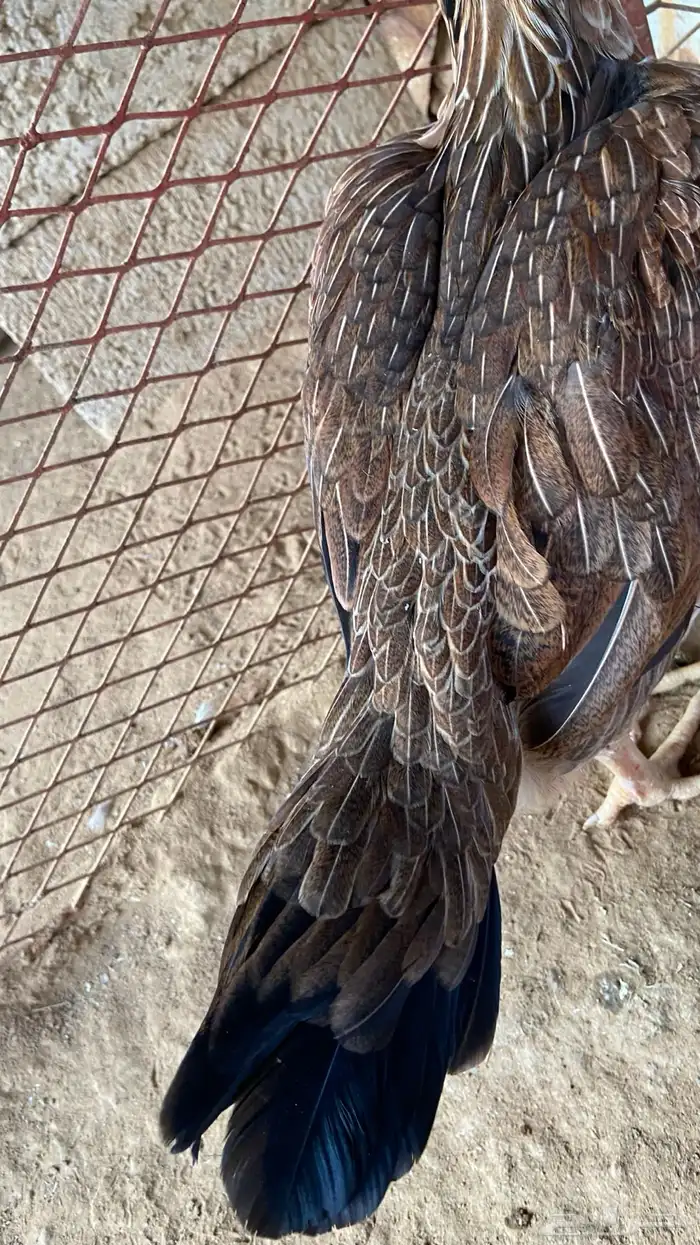 دجاجه شامو الماني 3