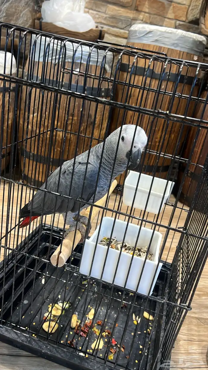 مندوب توصيل حيوانات أليفة طيور من جازان إلى جدة 2