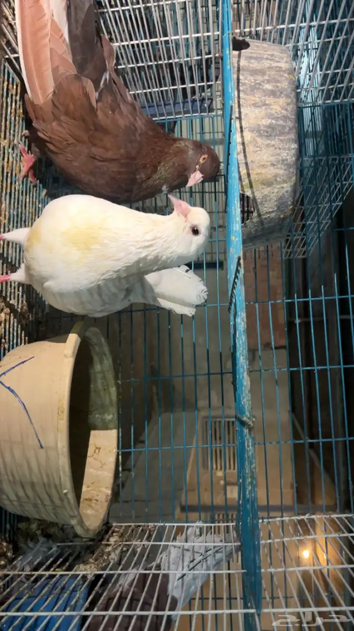 حمام مصري مفروز محاكر 3