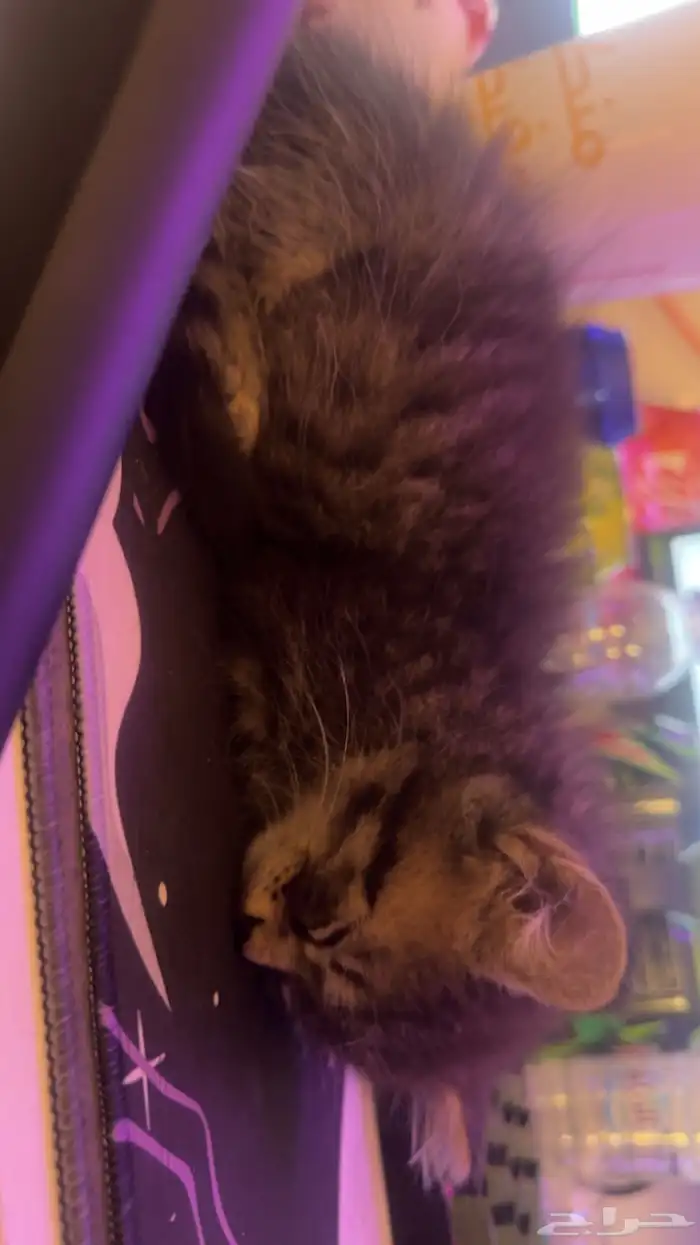 قط شيرازي شهرين 0