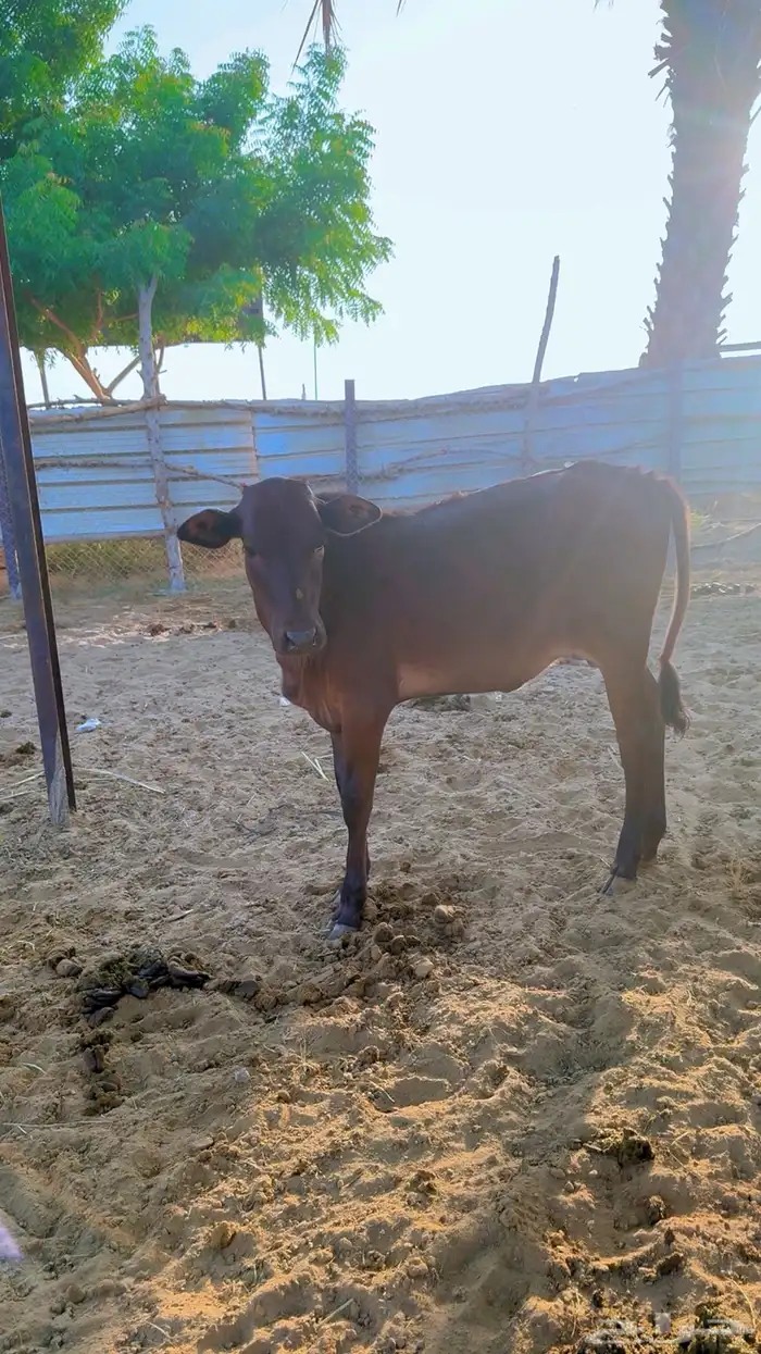 حسايل للبيع القنفذه حلي 3