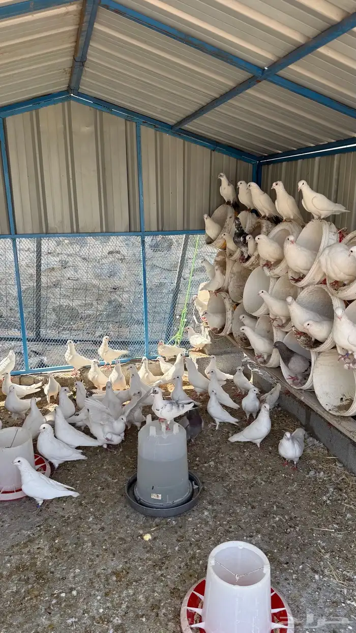 حمام فرنسي سوبر جامبو 3