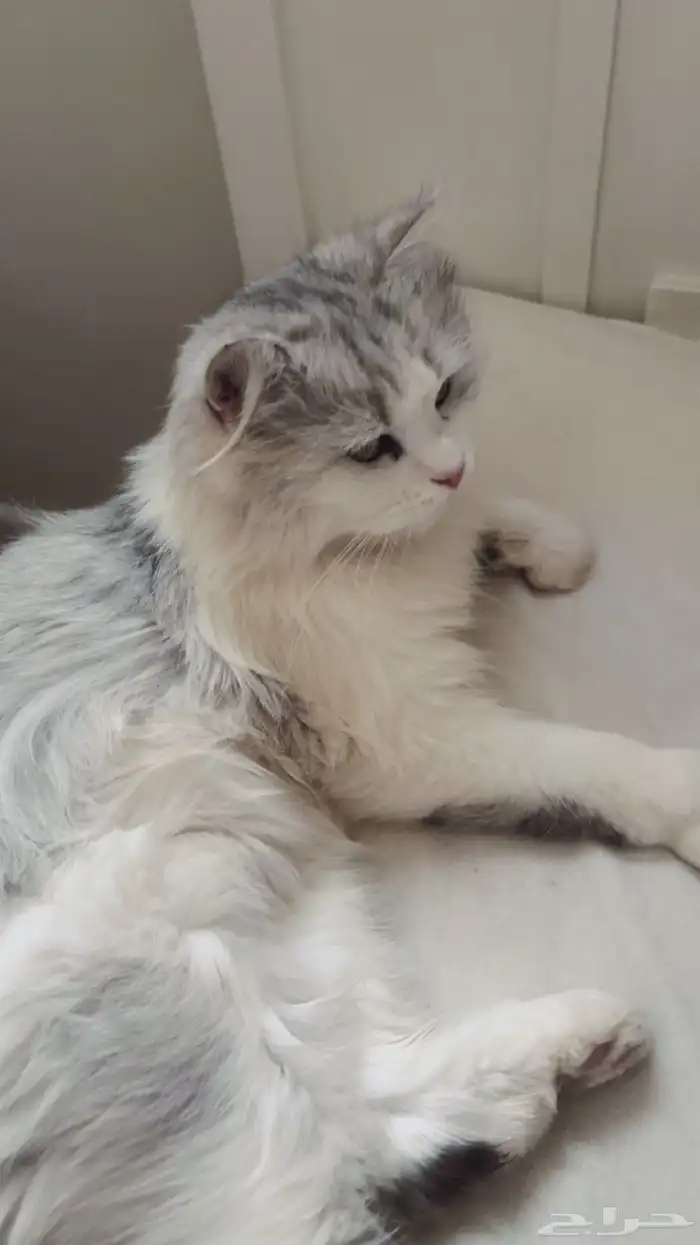 قطوي ضايع بحي الهلاليه القصيم 0