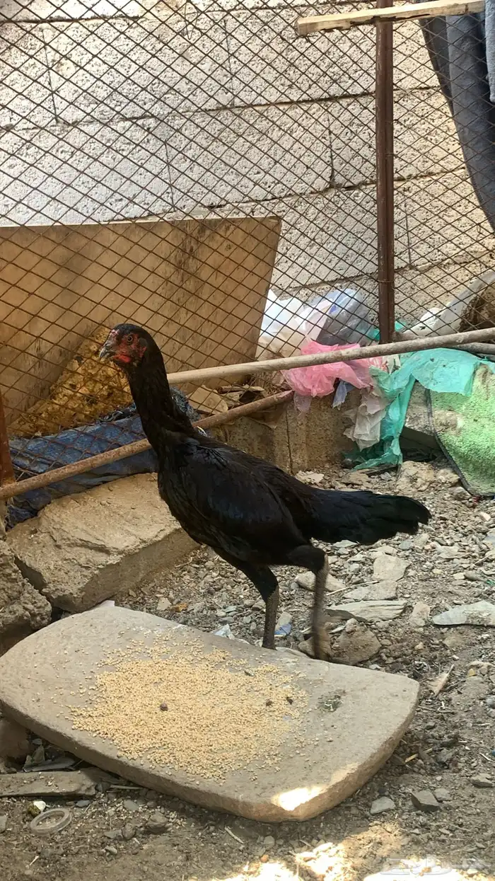 دجاجة شامو المانيه 3