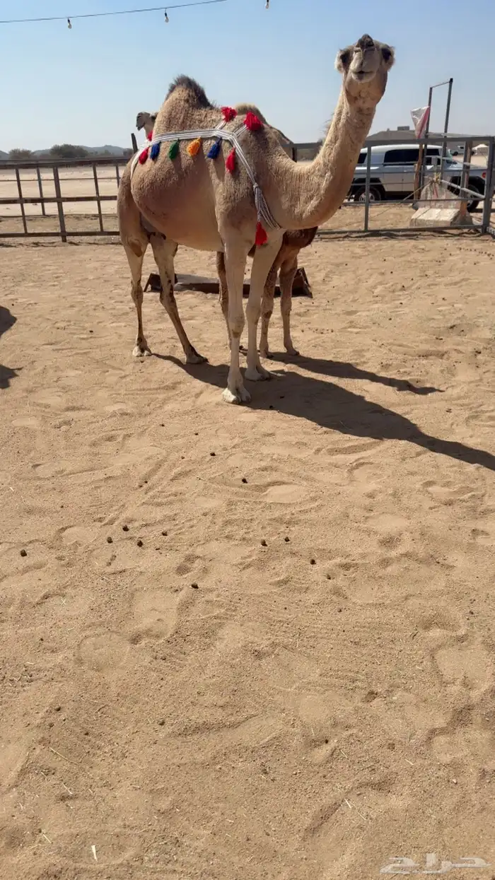 للبيع خلفه مصغر 7