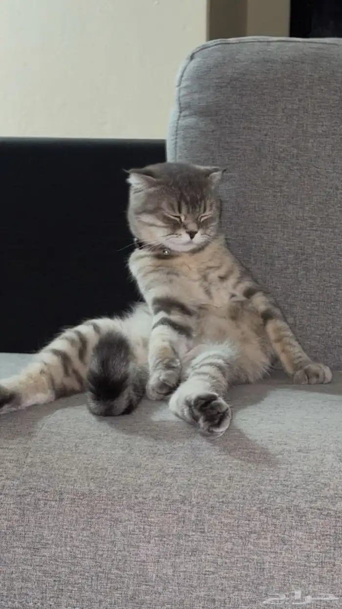 Scottish fold kittens for sale Number of kittens 2 1