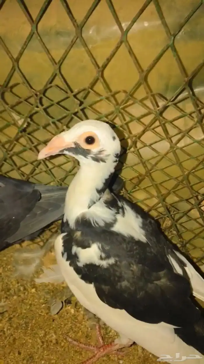 حمام بغدادي (تم البيع) 3