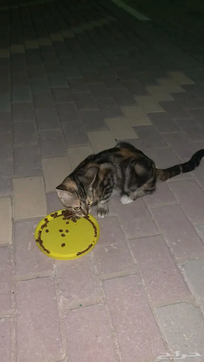 قطه مسكينه مرميه بالشارع 2