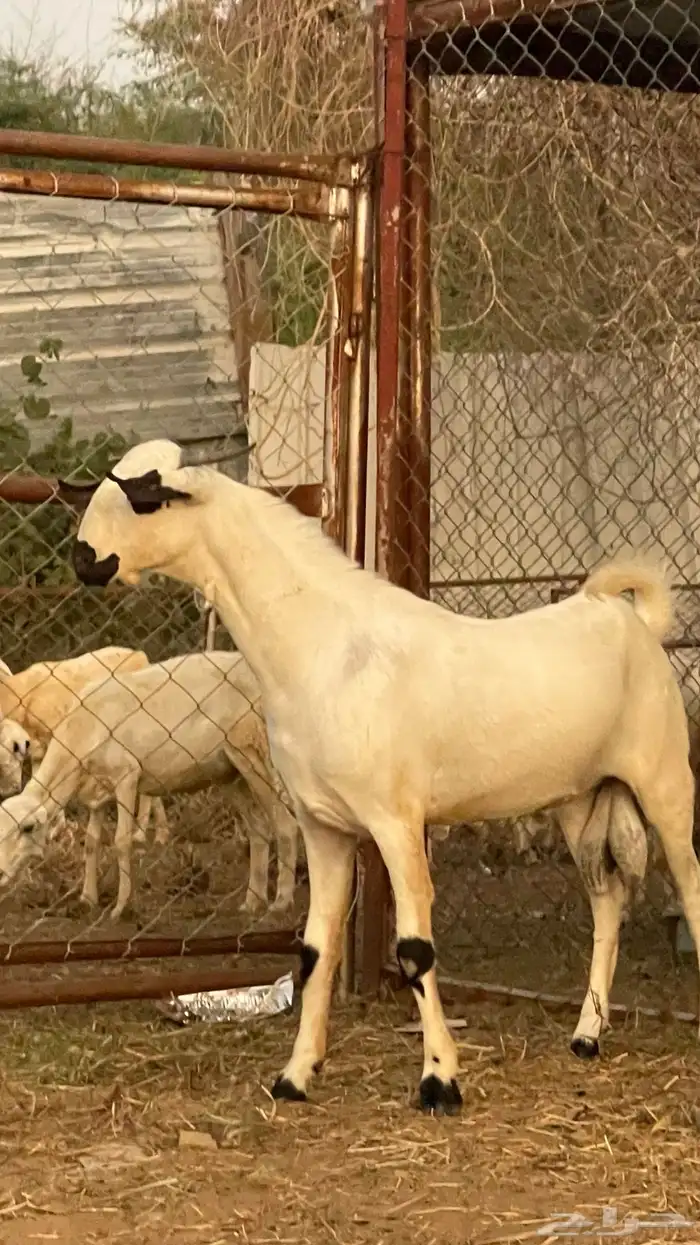 مشروع فحل بيشي فاخر 6