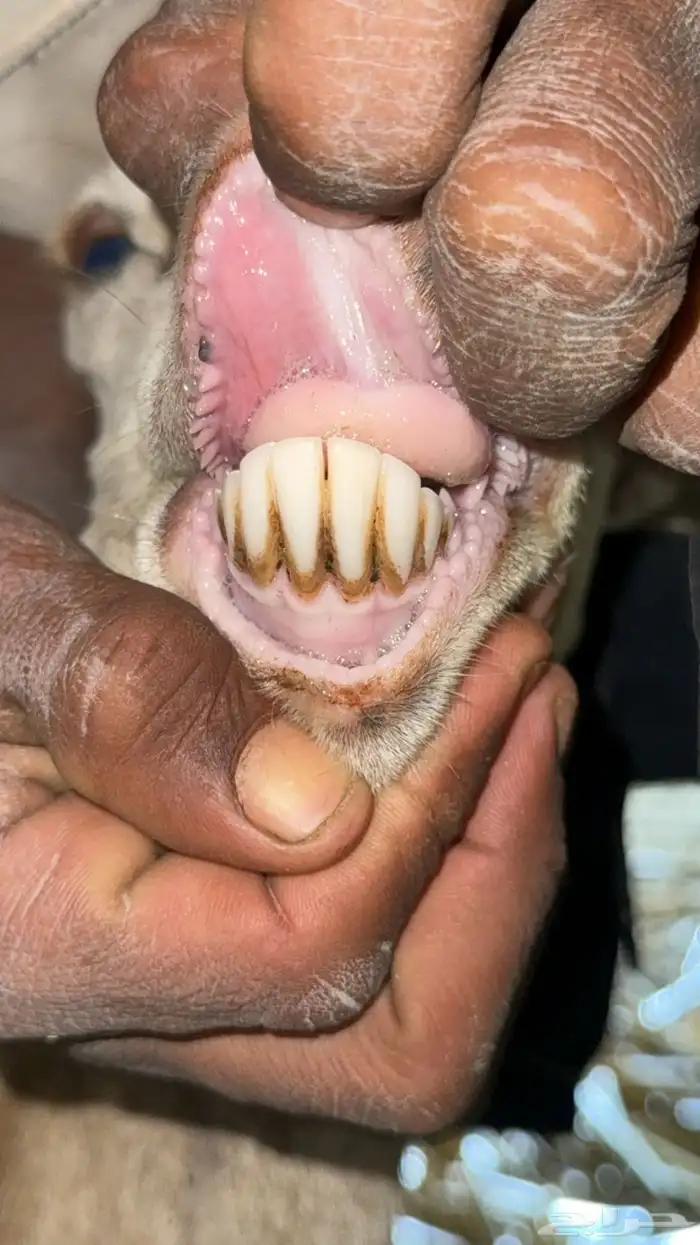 ضان للبيع على السوم 0