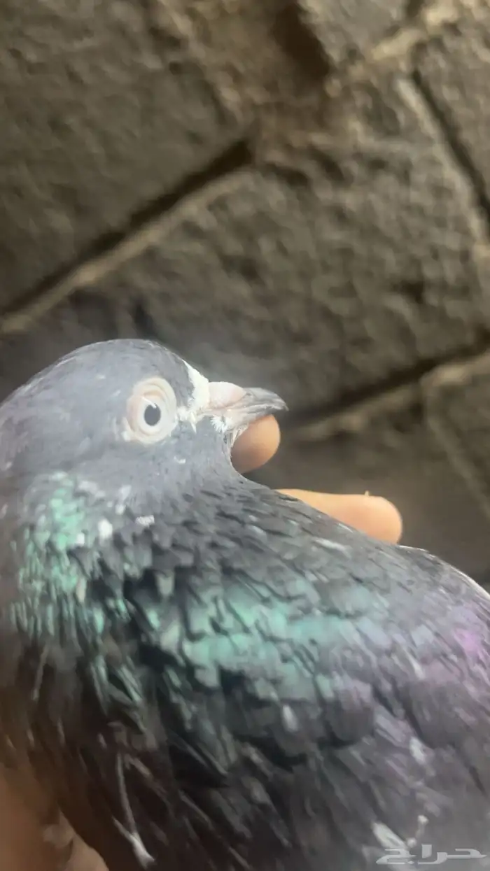 ذكر بكستاني تيدي مشروط صحه طيران بند عالي جدا  مشروط ومنتج 1