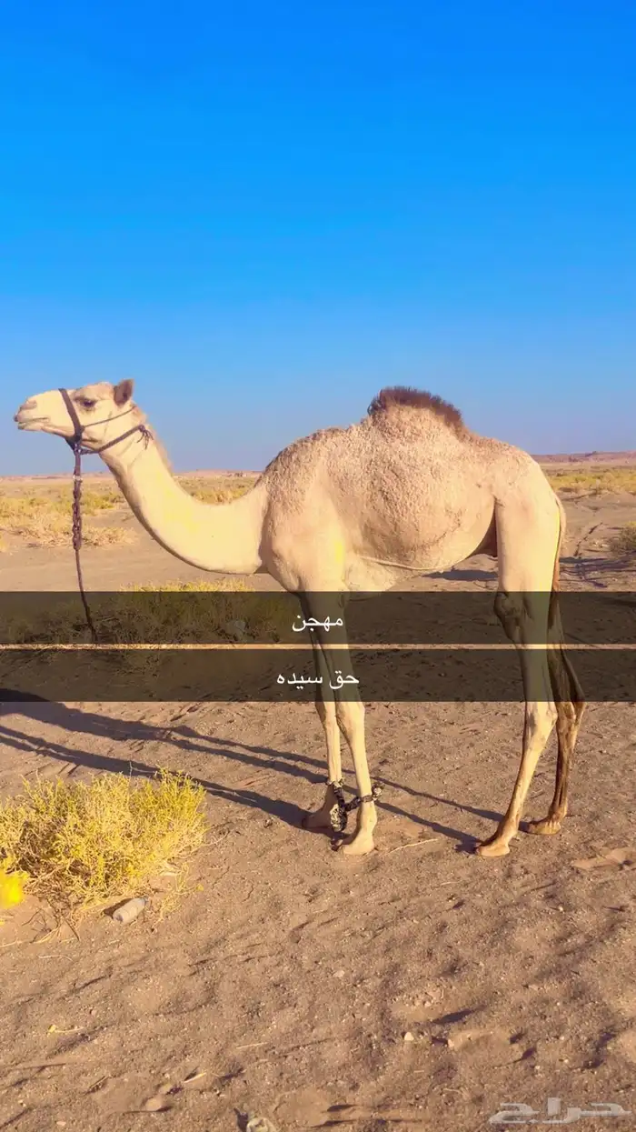 قعدان للبيع سبب البيع معزل من الميدان 0