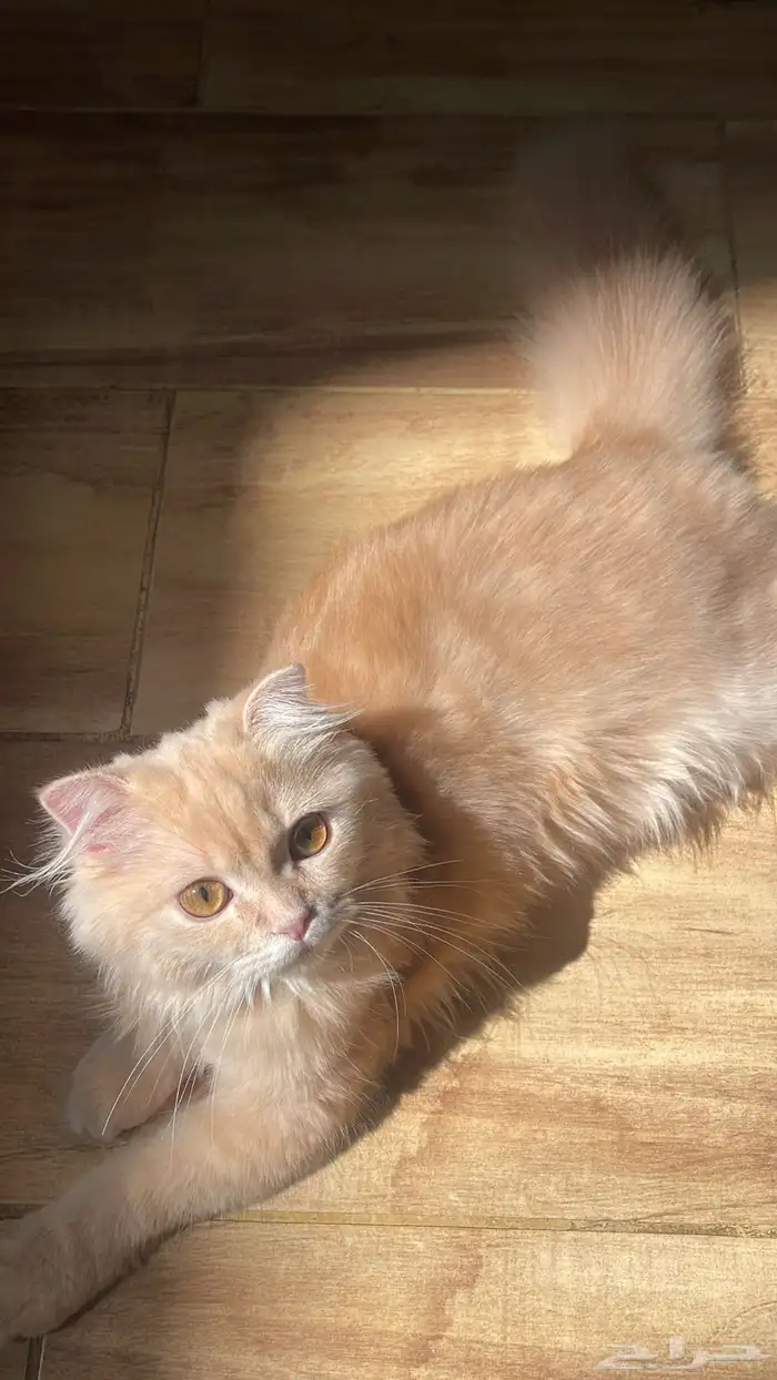 قطو شيرازي 0