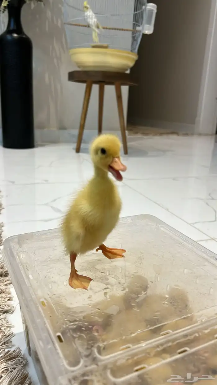 بط بكيني مطعم ومحصن 1