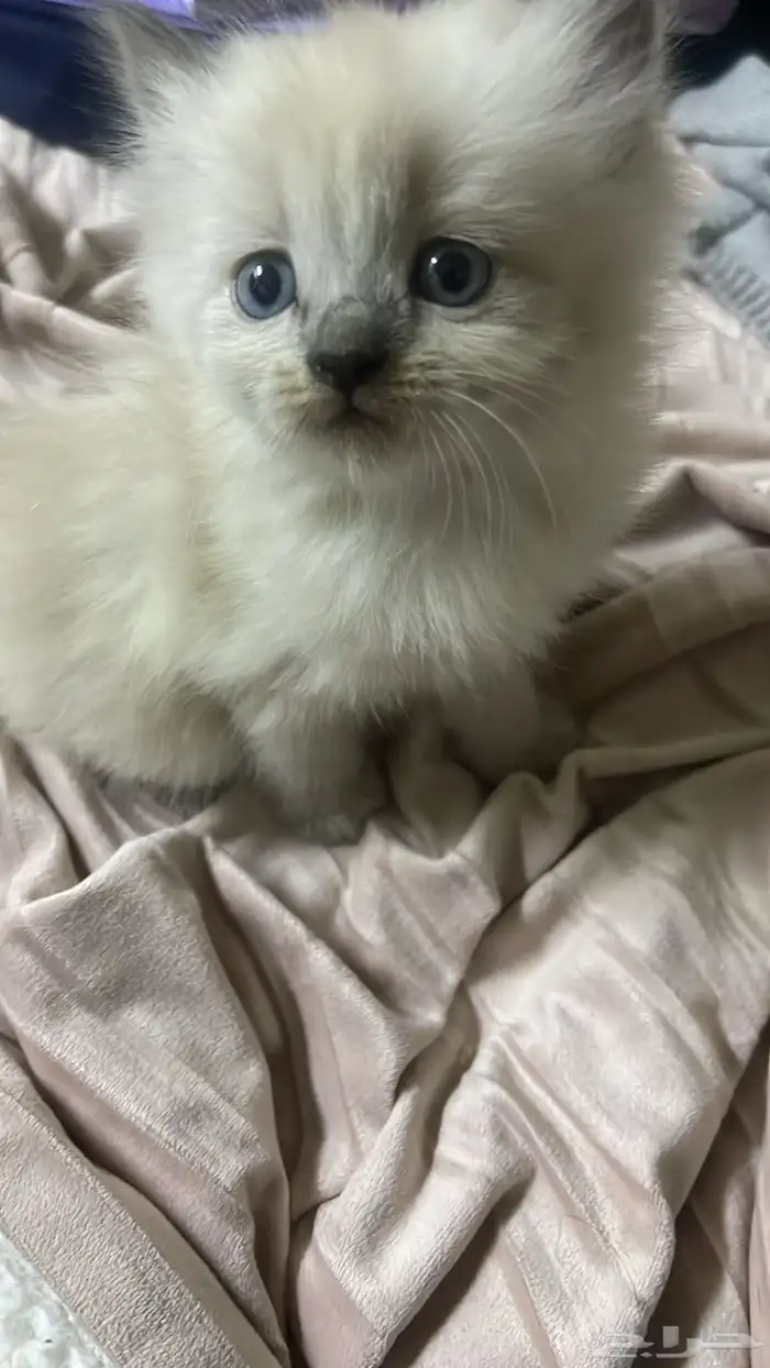 قطه صغيره للبيع 2