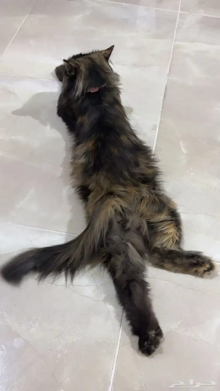 قطط مفقوده 2