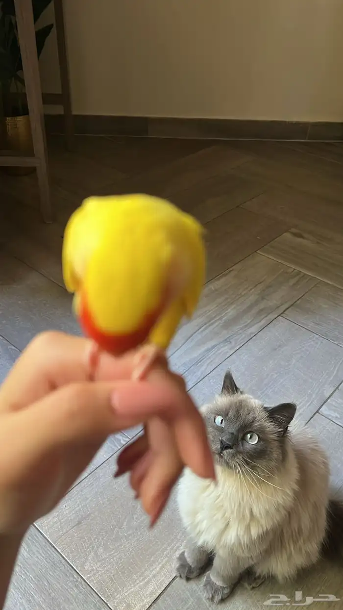 قط همالايا 2