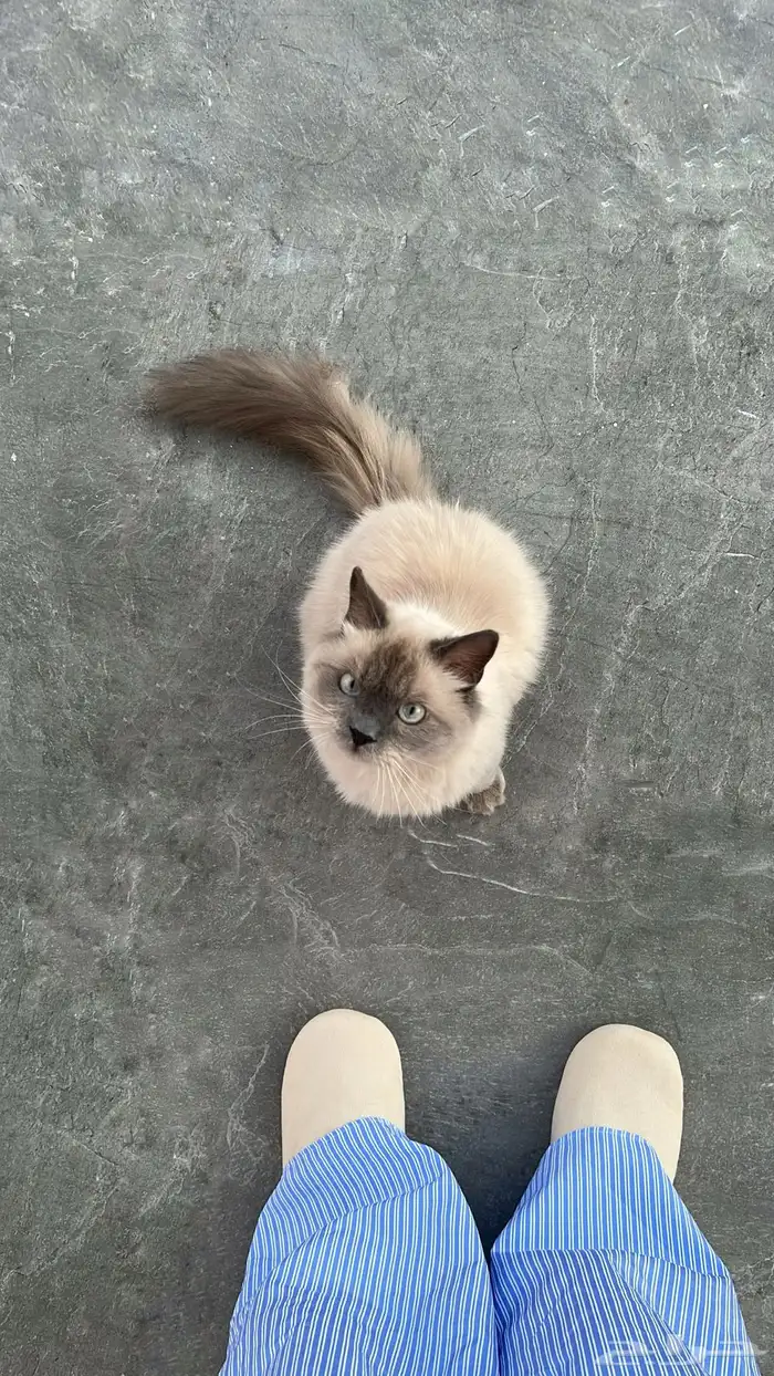 قط همالايا 0