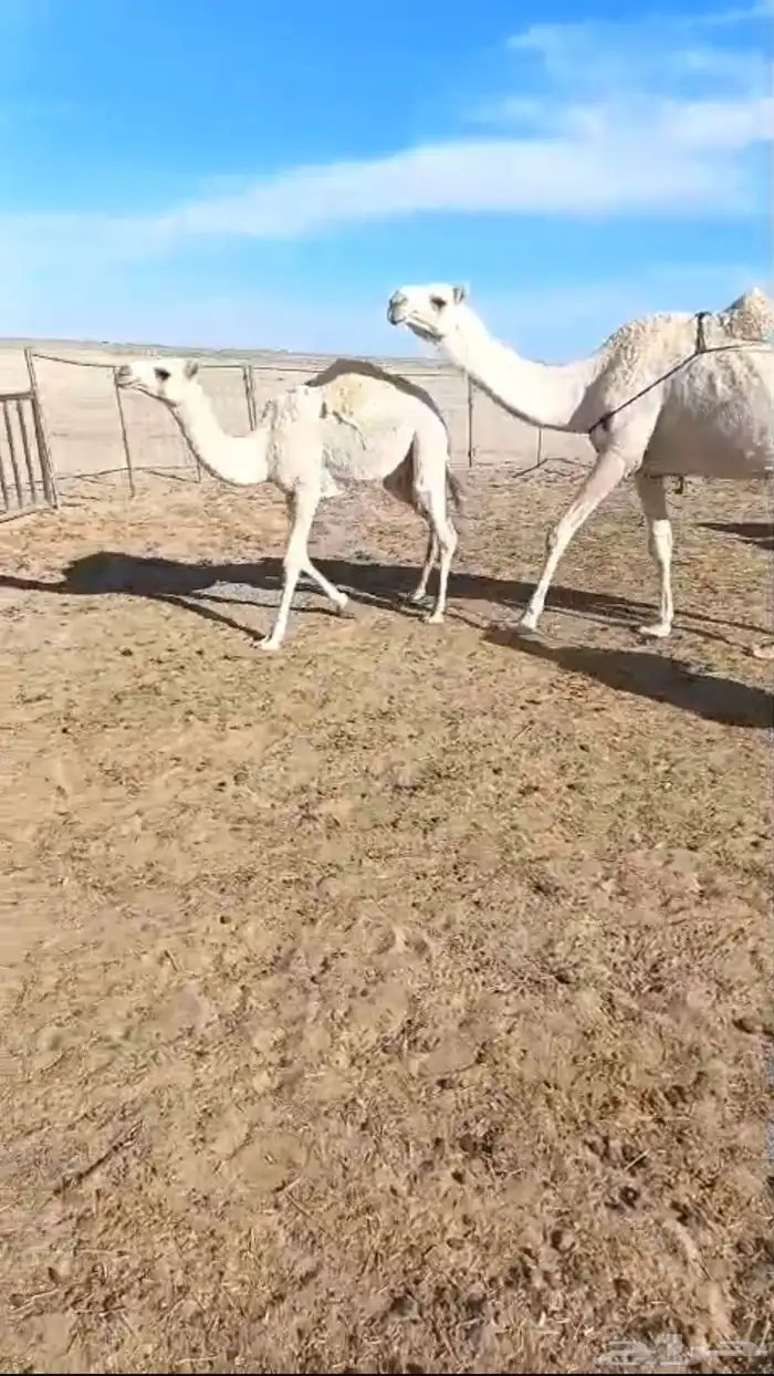 عشرا وضح حدرها بكره 0