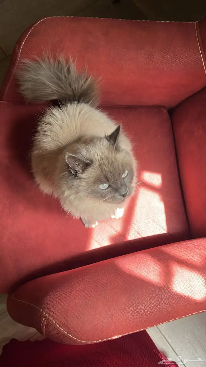 قط همالايا 1