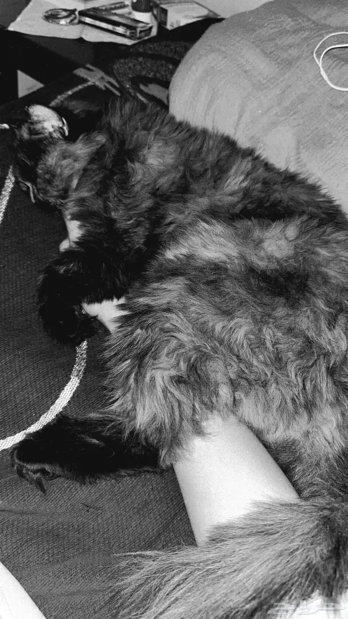 قطه شيرازيه للتبني المستعجل. 0