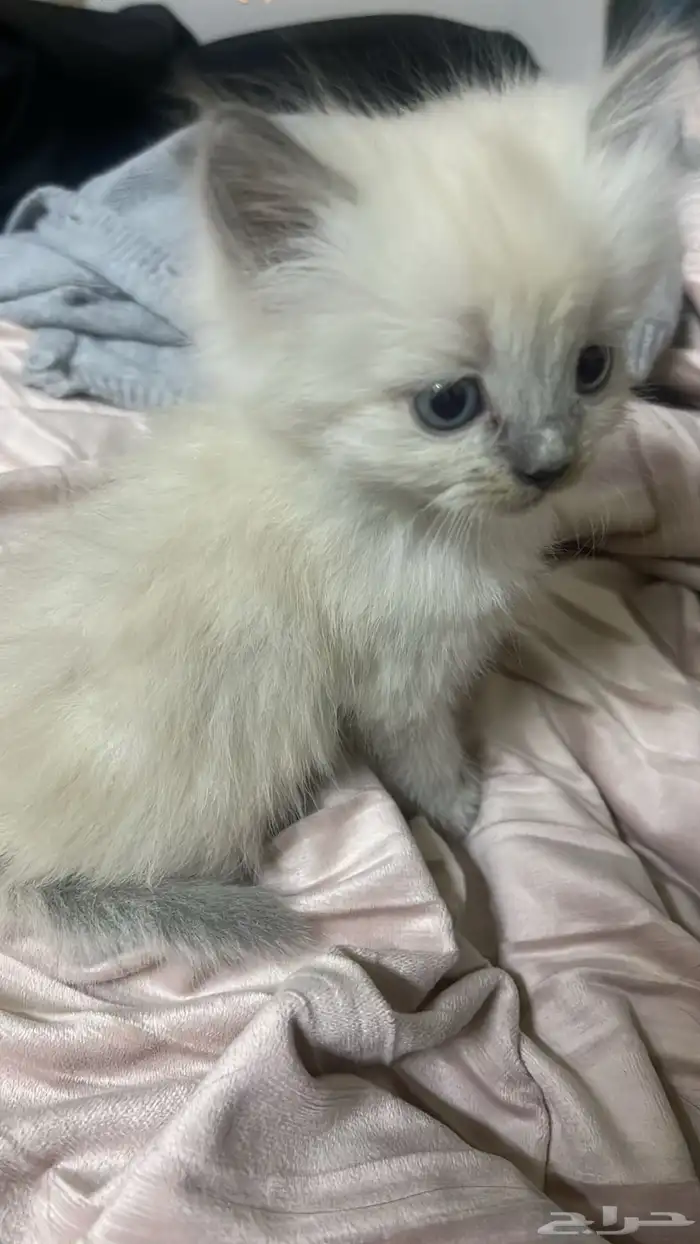 قطه صغيره للبيع 1