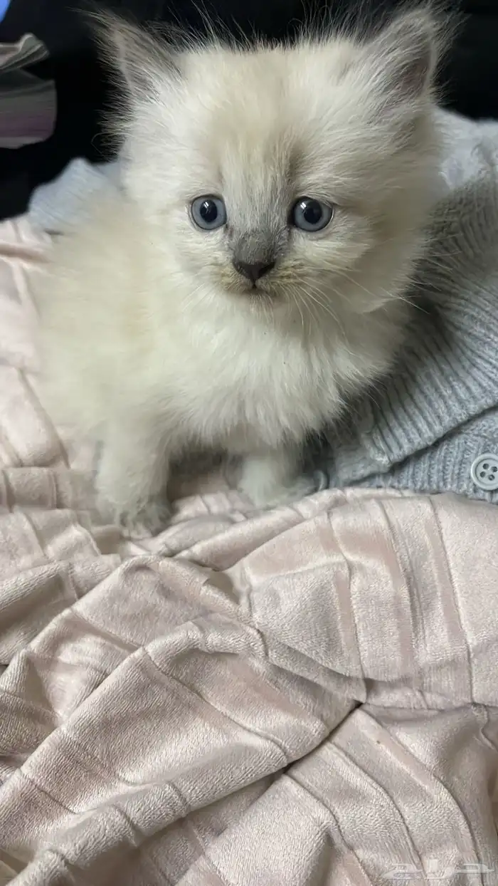 قطه صغيره للبيع 3