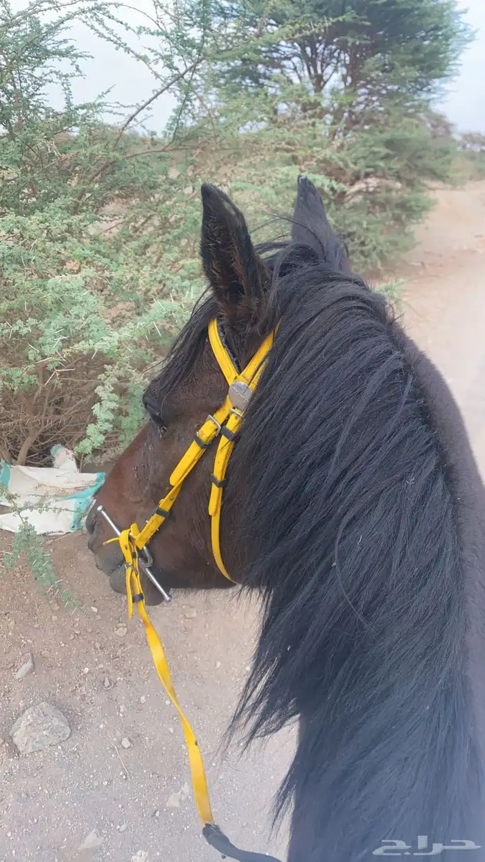 احصان انقليزي عسيف وطبع هدي 3