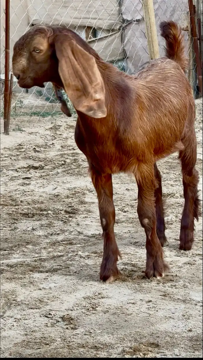 تيس مشروع فحل فاخر جدا 0