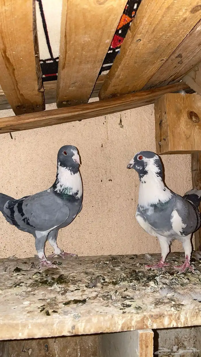 زوج شامي كفو 0