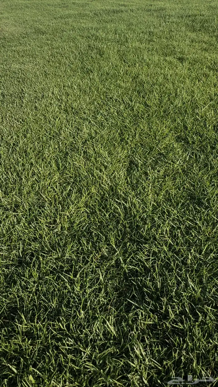 ثيل عشب طبيعي سي الفين درجة اولى 0