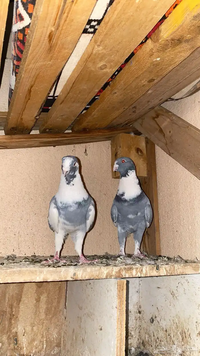 زوج شامي كفو 2